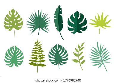 Tropical leaves set. Set of tropical plants. Isolated vector illustration.