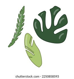 Tropical leaves, leaves set. Plants on a white