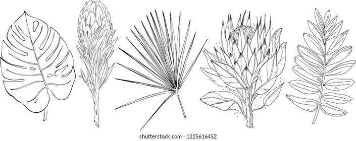 tropical leaves. set of tropical plants. vector
