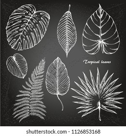 Tropical leaves set. Sketches of tropical leaves for your design on chalk-board