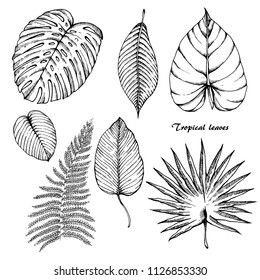 Tropical leaves set. Sketches of tropical leaves for your design.