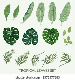 Tropical Leaves Set Vector