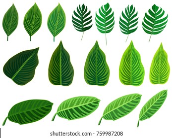 Tropical leaves set. Vector clip art illustration with simple gradients. Each on a separate layer.