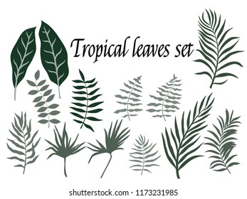 Tropical leaves set. Vector flat design isolated elements on the white background.