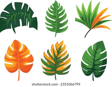 tropical leaves set vector illustration