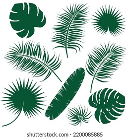 Tropical leaves set vector on white background. Banana leaf, Hamedorea Palm, Monstera, Liviston, Coconut.