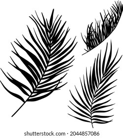 Tropical leaves silhouette. Exotic black leaf. Palm tree vector illustration