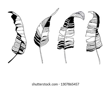 Tropical leaves silhouette illustration. Vector botanical drawing. Set of vector banana leaves. Hand drawn leaf skeleton.