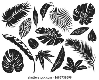 Tropical leaves silhouette. Palm tree leaf, coconut trees and monstera leafs black silhouettes vector illustration set. Monochrome silhouette black tropical jungle greenery