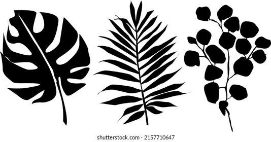 Tropical leaves silhouette set isolated on white background. Set of monstera palm eucalyptus twigs. Exotic leaf clipart. Botany vector illustration. Black hand drawn palm tree, herbs, aromatic grass