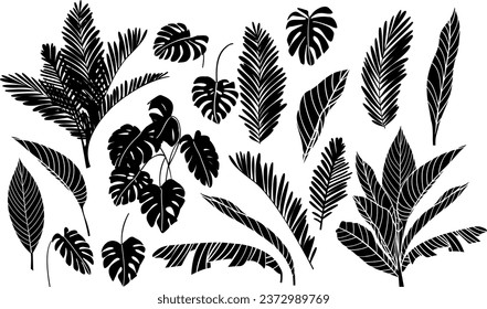 Tropical leaves silhouettes on white background. Vector illustration.