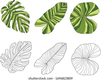 Tropical leaves sketch set. Hand drawn illustration.