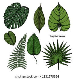 Tropical leaves sketches set 3