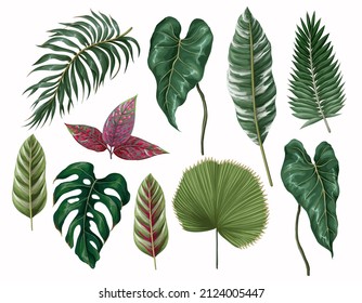 Tropical leaves such as monstera, palm, leaf, calathea and other isolated. Vector