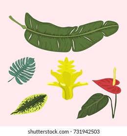 Tropical leaves summer green exotic jungle palm leaf nature plant botanical hawaii flora vector illustration.