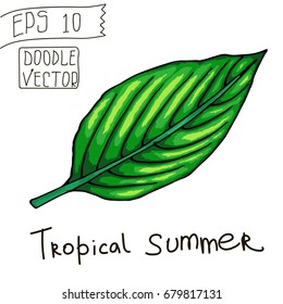 Tropical Leaves for Summer Pattern and other decor. Vintage vector botanical illustration. Colorful. Hand drawn vector isolated.
