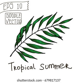 Tropical Leaves for Summer Pattern and other decor. Vintage vector botanical illustration. Colorful. Hand drawn vector isolated.