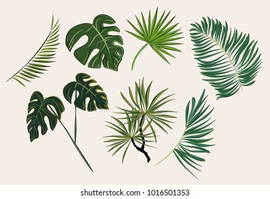 tropical leaves vector
