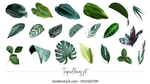 Tropical leaves vector big collection. Exotic islands greenery. Emerald green monstera, palm foliage, calathea, paradise plants mix. Watercolor style set. All elements are isolated and editable.