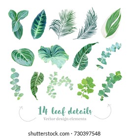 Hojas tropicales vectorial gran colección. La vegetación de las islas exóticas. Eucalipto azul bebé, follaje de palma, helecho de maidenhair, plantas paradisíacas mezcladas. Conjunto de colores de agua. Todos los elementos son aislados y editables.