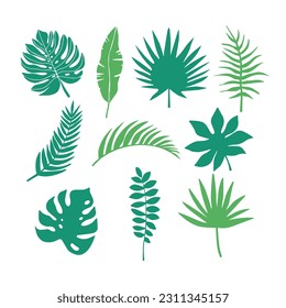 El conjunto vectorial de hojas tropicales aislado sobre fondo blanco. El vector deja ilustración. Monstera, hojas de palma, diseño de hojas de plátano. 