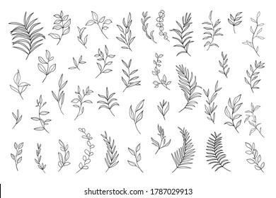 Tropical leaves vector collection. Set of silhouettes monochrome jungle exotic leaf, Philodendron, Palm leaves, Areca palm, Royal fern, Banana leaf isolated on white background. Vecor illustration