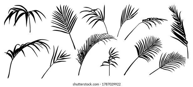 Tropical leaves vector collection. Set of silhouettes monochrome jungle exotic leaf, Philodendron, Palm leaves, Areca palm, Royal fern, Banana leaf isolated on white background. Vecor illustration