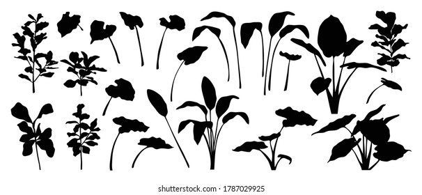 Colección vectorial de hojas tropicales. Conjunto de siluetas monocromáticas de hojas exóticas de selva, filodendrón, hojas de palmera, palmas de Areca, helecho real, hoja de plátano aislada en fondo blanco. Ilustración de Vecor