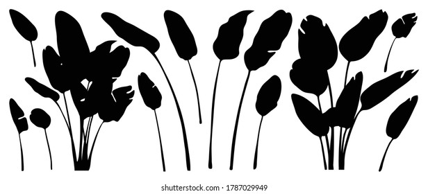 Tropical leaves vector collection. Set of silhouettes monochrome jungle exotic leaf, Philodendron, Palm leaves, Areca palm, Royal fern, Banana leaf isolated on white background. Vecor illustration