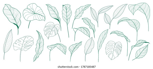 Tropical leaves vector collection. Set of silhouettes monochrome jungle exotic leaf, Philodendron, Palm leaves, Areca palm, Royal fern, Banana leaf isolated on white background. Vecor illustration