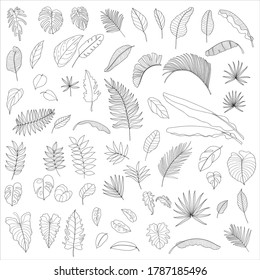 Tropical leaves vector collection. Set of silhouettes monochrome jungle exotic leaf, Philodendron, Palm leaves, Areca palm, Royal fern, Banana leaf isolated on white background. Vecor illustration