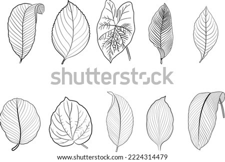 Tropical Leaves vector hand drawn black and white line art illustration  doodle style leaves summer botanical illustrations isolated on white background
