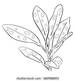 Tropical leaves. Vector illustration