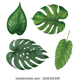 Tropical leaves vector isolated on white background. Hand drawn leaves illustration in watercolor vector set