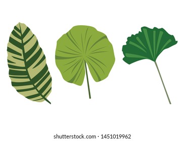Tropical leaves vector set - Vector design element - Wild flowers and herb - Illustration