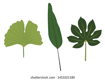 Tropical leaves vector set - Vector design element - Wild flowers and herb - Illustration