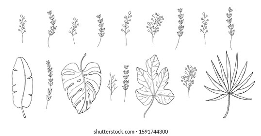 tropical leaves vector set with elderberry branch and lavender branch isolated on white background