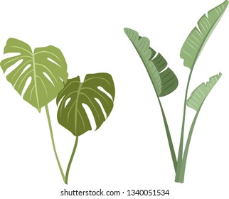 Tropical leaves vector set. Monstera leaves and banana leaves