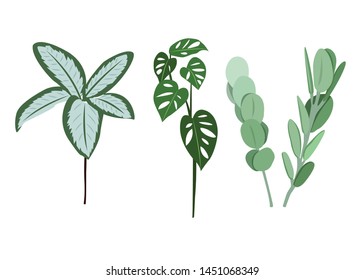 Tropical leaves vector set - Monstera adansonii, eucalyptus - Vector