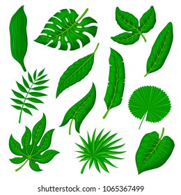 Tropical leaves vector set on white background. Exotic palm, banana leaves in a flat cartoon style. Varied forms of the jungle forest flora.