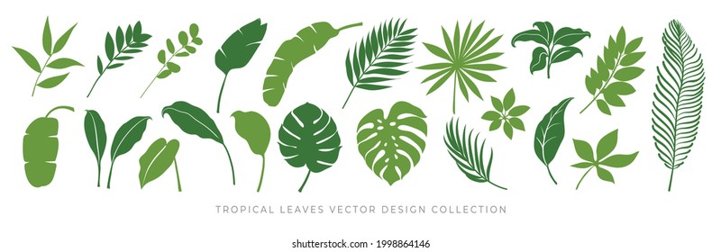 Tropical leaves vector set. Palm leaf, coconut leaf, banana leaves, monstera, fern, Botanical and Jungle leaves design for nature background, Eco and summer banner, wallpaper, pattern and prints.