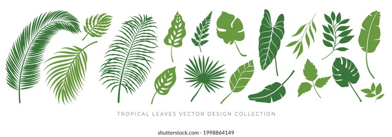 Tropical leaves vector set. Palm leaf, coconut leaf, banana leaves, monstera, fern, Botanical and Jungle leaves design for nature background, Eco and summer banner, wallpaper, pattern and prints.