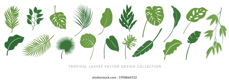 Tropical leaves vector set. Palm leaf, coconut leaf, banana leaves, monstera, fern, Botanical and Jungle leaves design for nature background, Eco and summer banner, wallpaper, pattern and prints.