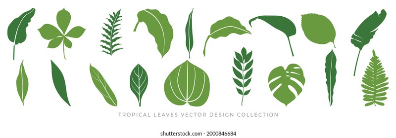 Tropical leaves vector set. Palm leaf, coconut leaf, banana leaves, monstera, fern, Botanical and Jungle leaves design for nature background, Eco and summer banner, wallpaper, pattern and prints.