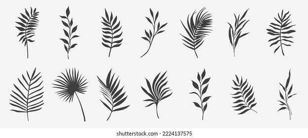 Tropical leaves vector. Set of palm leaves silhouettes isolated on white background.