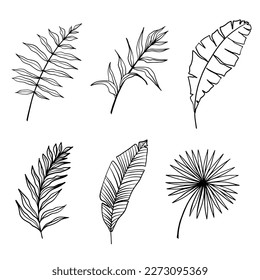 Vector de hojas tropicales. Siluetas de hojas de palma aisladas en fondo blanco