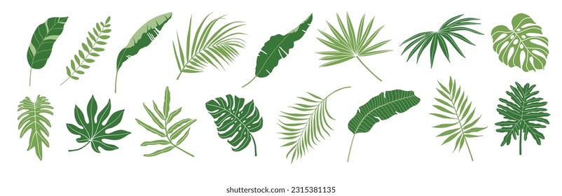 Tropical leaves vector set. Palm leaf, banana leaves, coconut leaf, monstera, fern and Jungle leaves 