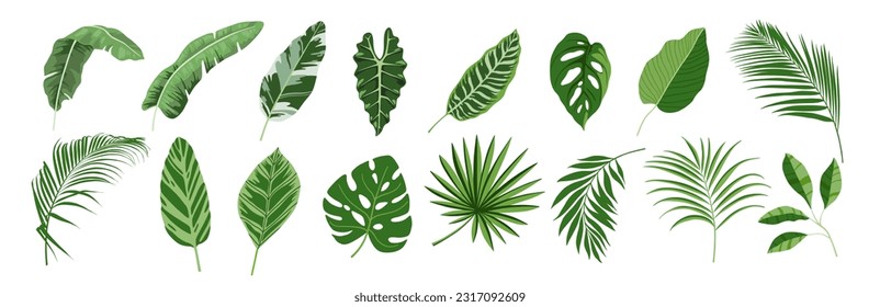 Tropical leaves vector set. Palm leaf, banana leaves, coconut leaf, monstera, fern and Jungle leaves 