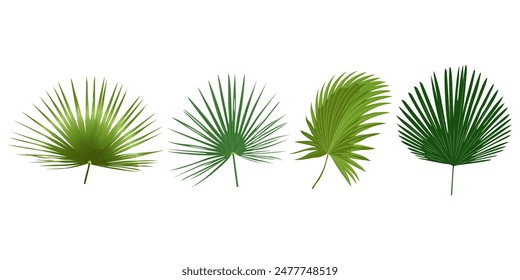 Tropical leaves vector set. Palm leaf isolated on white background. Simple flat vector.
