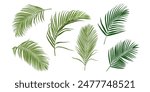 Tropical leaves vector set. Phoenix palm leaf isolated on white background. Simple flat vector.